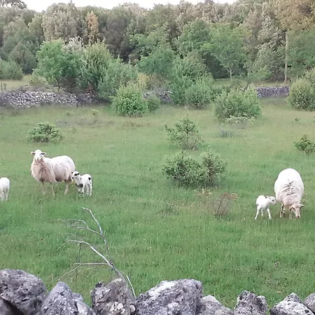 Macmalic Zbicina